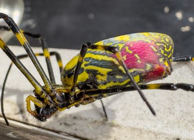 Trichonephilia Clavata