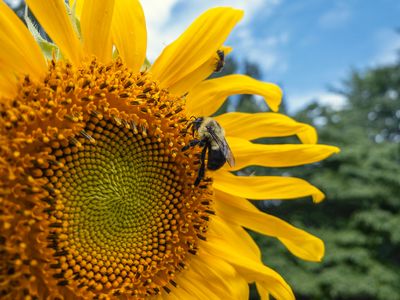 insects_and_arachnids