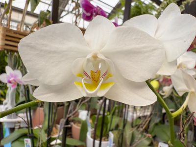 Moth Orchid