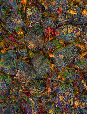 Oviperous Deposition