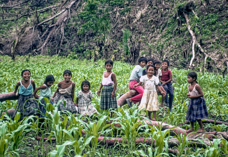 Maya Qeqchi Children in the Corn