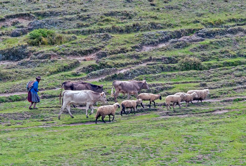 The Shepherd