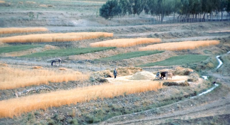 Threshing Wheat