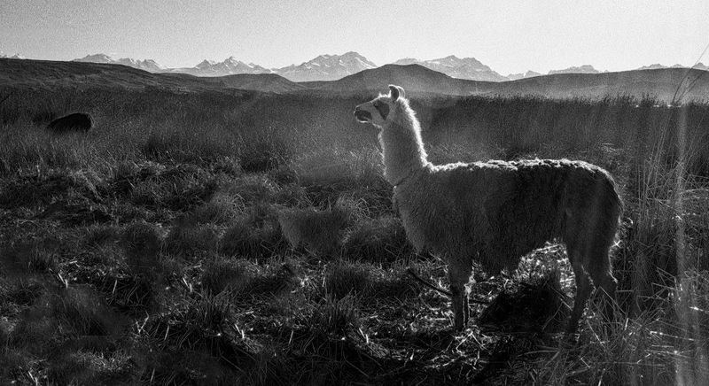 Alpacas at Sunset