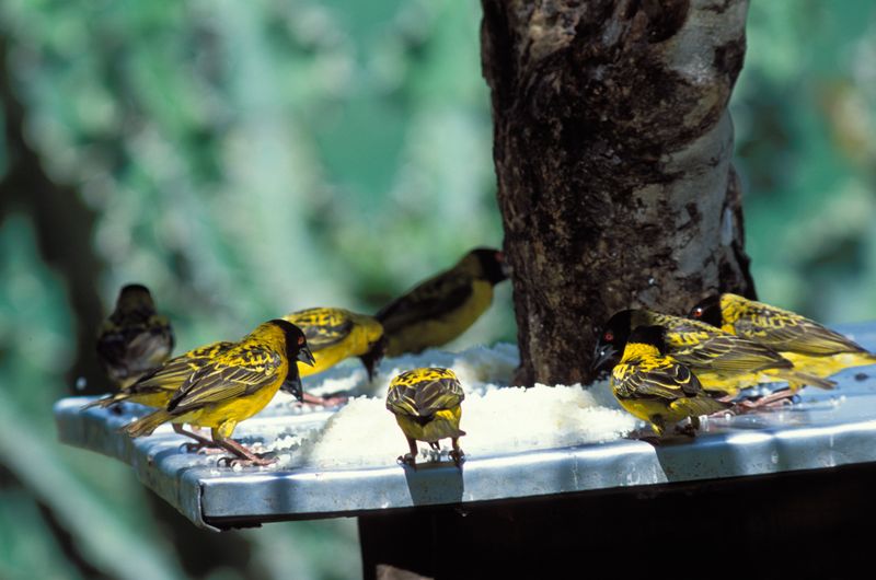 African Black-headed Orioles, Oriolus larvatus