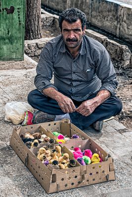 Nowruz Chicks and Ducks