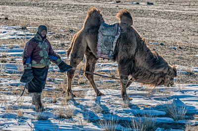 Camel Herder