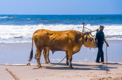 Fisherman with Oxen