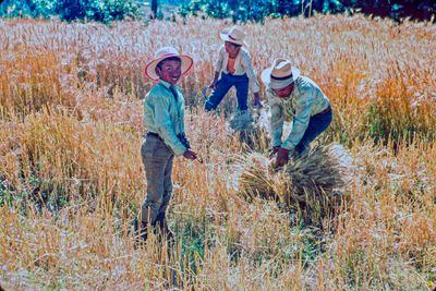 Quiche Family Harvesting Wheat