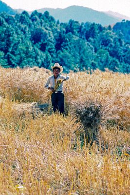 Quiche Boy Harvesting Wheat