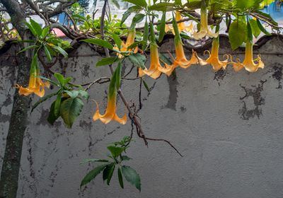 Angel's Trumpet