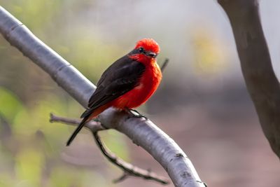 Vermilion Flycatcher