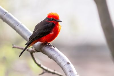 Vermilion Flycatcher