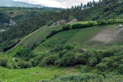 Quechua Farms