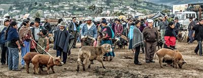 Early Morning Livestock Market