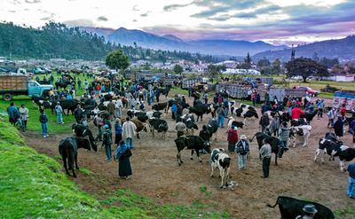 Dawn at the Livestock Market