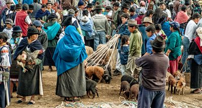 Pigs for Sale