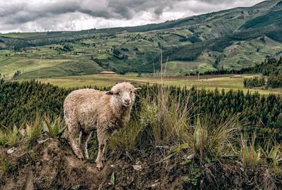 Quechua Sheep