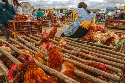 Unhappy Chickens