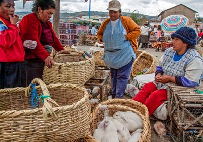 Bunnies for Sale