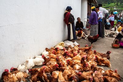 Poultry Market