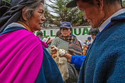 Buying Cuy in the Market