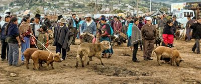 Livestock Market at Dawn