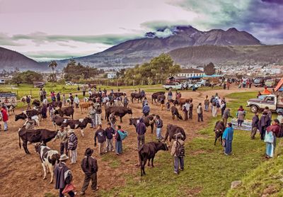 Livestock Market at Dawn