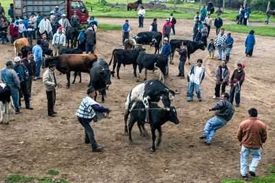 Watch the Bulls!