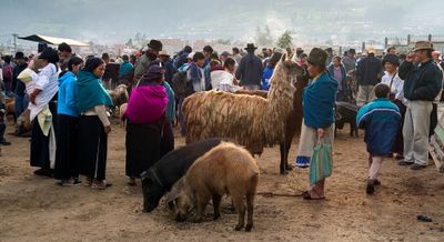 Llama for Sale!
