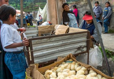 Chicks for Sale