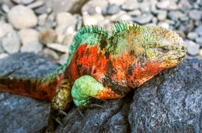 Galapagos Marine Iguana