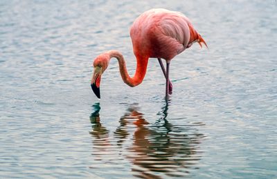 Pink Flamingo