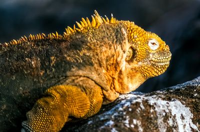 Galapagos Land Iguana