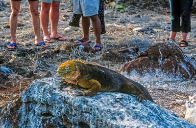 Galapagos Land Iguana