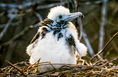 Magnificent Frigatebird (Fregata magnificens)