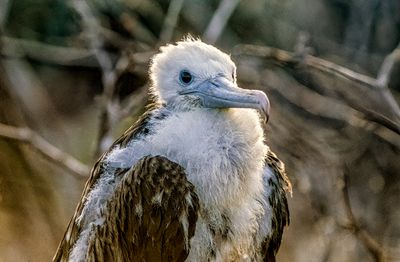 Magnificent Frigatebird (Fregata magnificens)