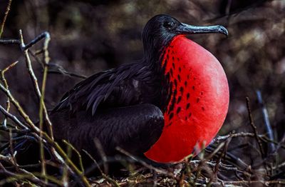 Great Frigatebird