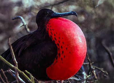 Great Frigatebird