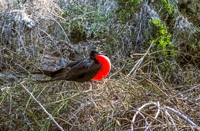 Great Frigatebird