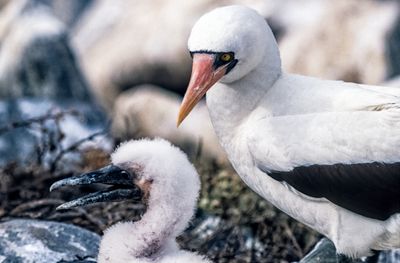 Nazca Booby (Sula granti)