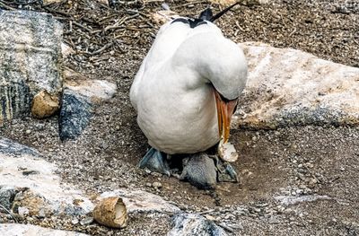 Nazca Booby (Sula granti)