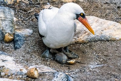 Nazca Booby (Sula granti)