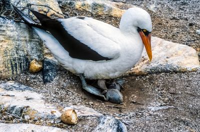 Nazca Booby (Sula granti)