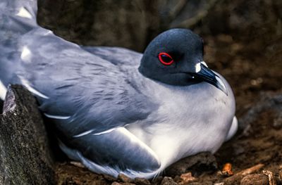 Swallow-tailed Gull Creagrus furcatus