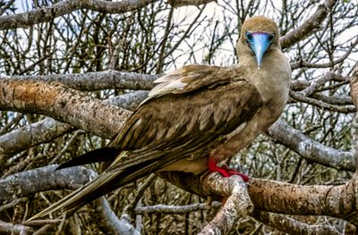 Sula Sula, Red-footed Booby