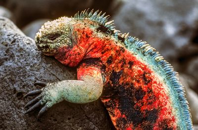 Galpagos Marine Iguana