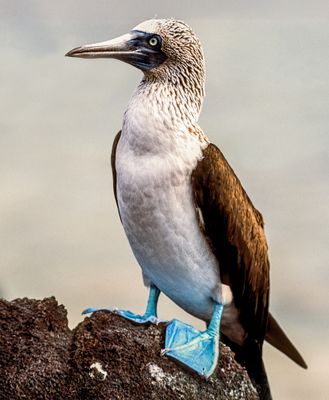 Blue-footed Booby