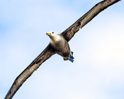 Blue-footed Booby Flying