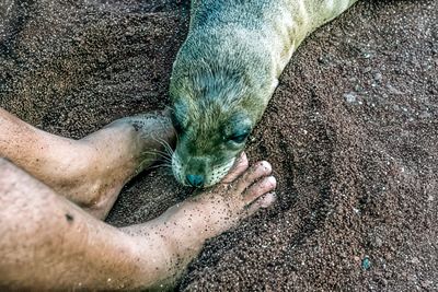 Tim with Seal